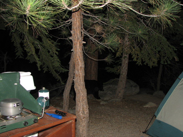 Just as we were setting out for the hike (2:30am), a bear was checking our camp for food.