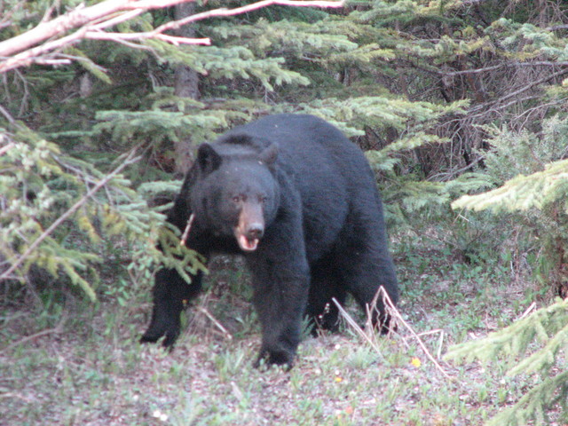 And the bear directly across the street...