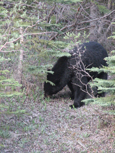 Fortunately, the plants looked tastier to him than I did...