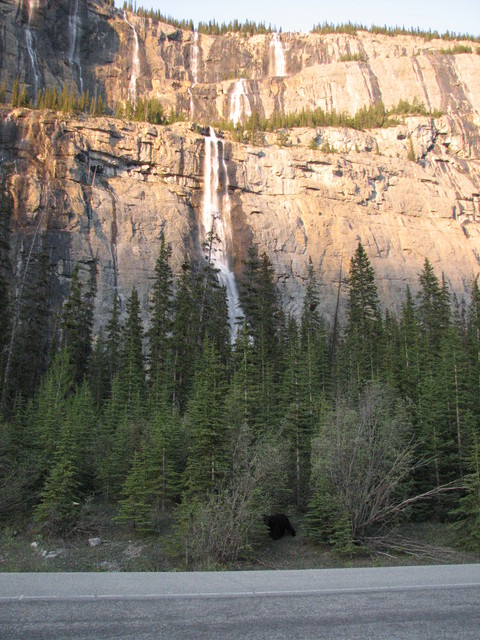 As I was taking this picture, I noticed that the bear was actually closer to me that I was to my car...