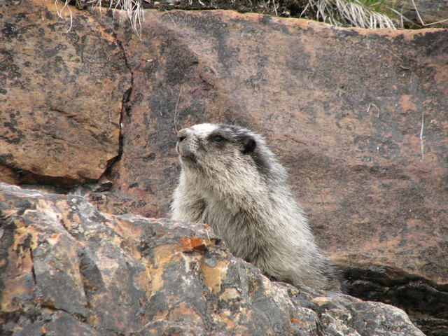 Mr Marmot