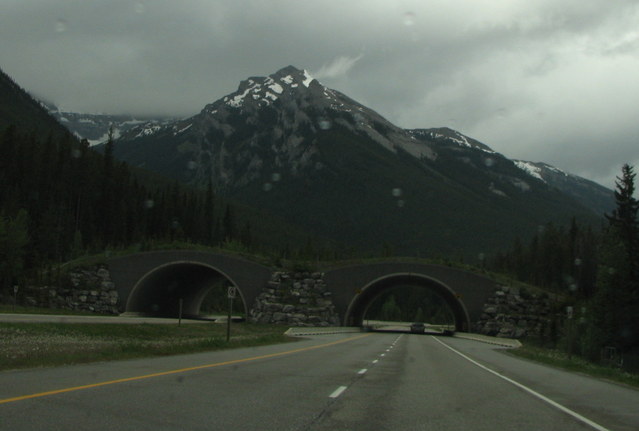 These bridges are actually for wildlife,  to let animals cross the road without getting hit by cars.