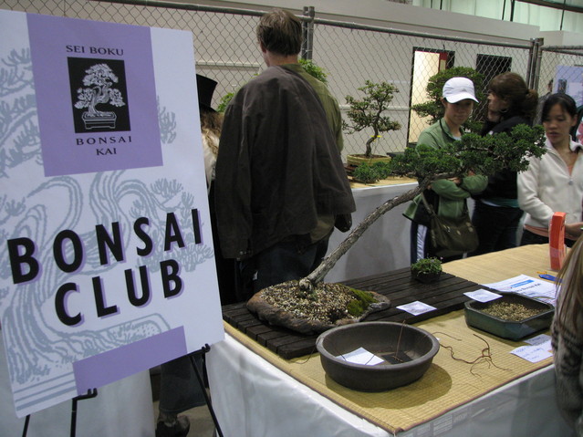 img_7914.jpg: Bonsai club